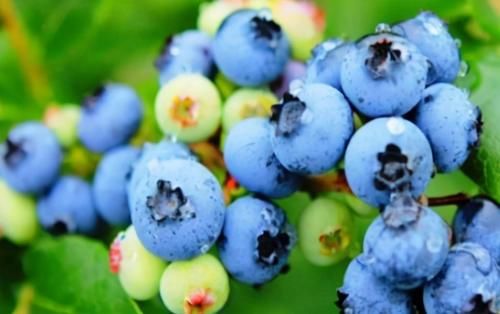 对身体很好的3种养生食物，坚持每天吃一些，美容养颜、滋润身体