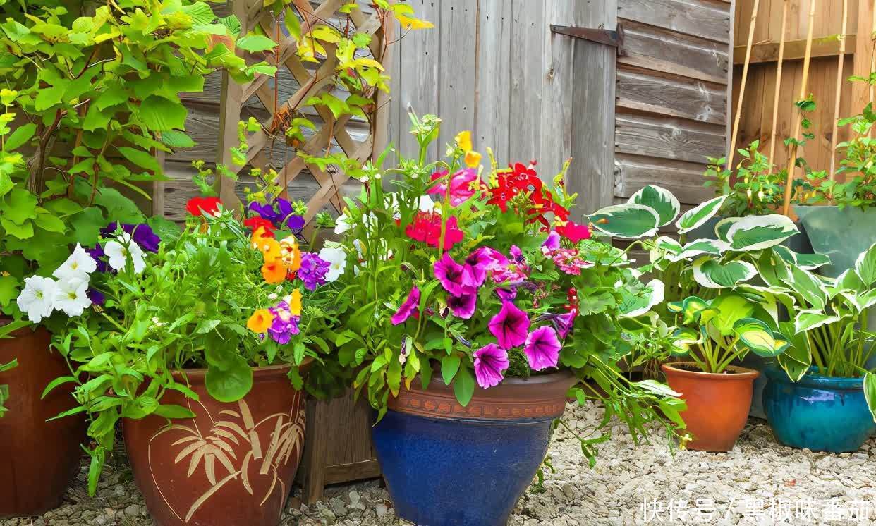 枝干|铁、氮、磷、钾元素,植物缺少哪一种都会预警,你对照下吧