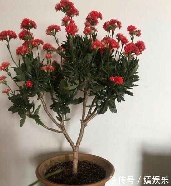 修剪|盆栽养殖长寿花,花谢就修剪、施肥,等一个月又能催花了