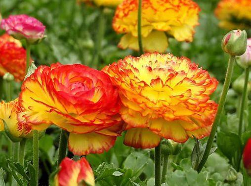 4种花超美的,开花挂满枝头,惊艳如花球