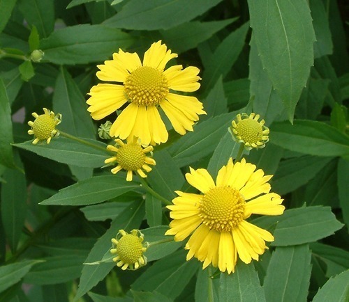 世界上品种最多的植物,没有之一,光路边就有20多种!