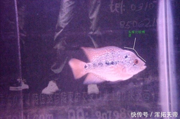 头座|小罗汉鱼怎么看起头!