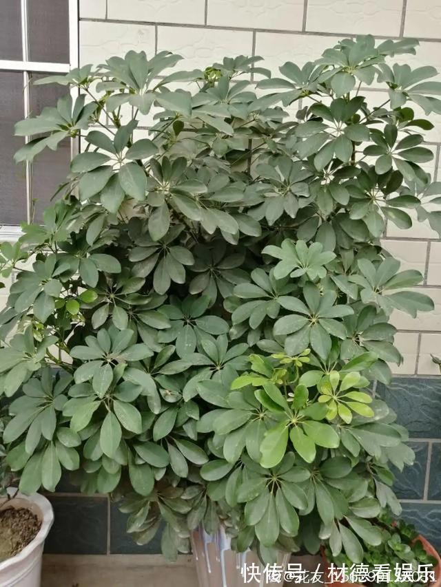 绿油油|6种杀菌花,杀菌去异味,家里空气更干净!