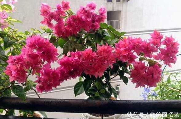 枝繁叶茂|养三角梅,一个小技巧,长的枝繁叶茂,开花多一倍