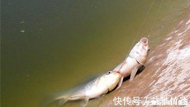 鲫鱼|六月了，板鲫“狡猾”又难钓，多亏二十年老司机指点才钓过了瘾