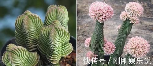 乙女|5种长相稀奇的多肉，养小花盆里照旧开花，可养很多年