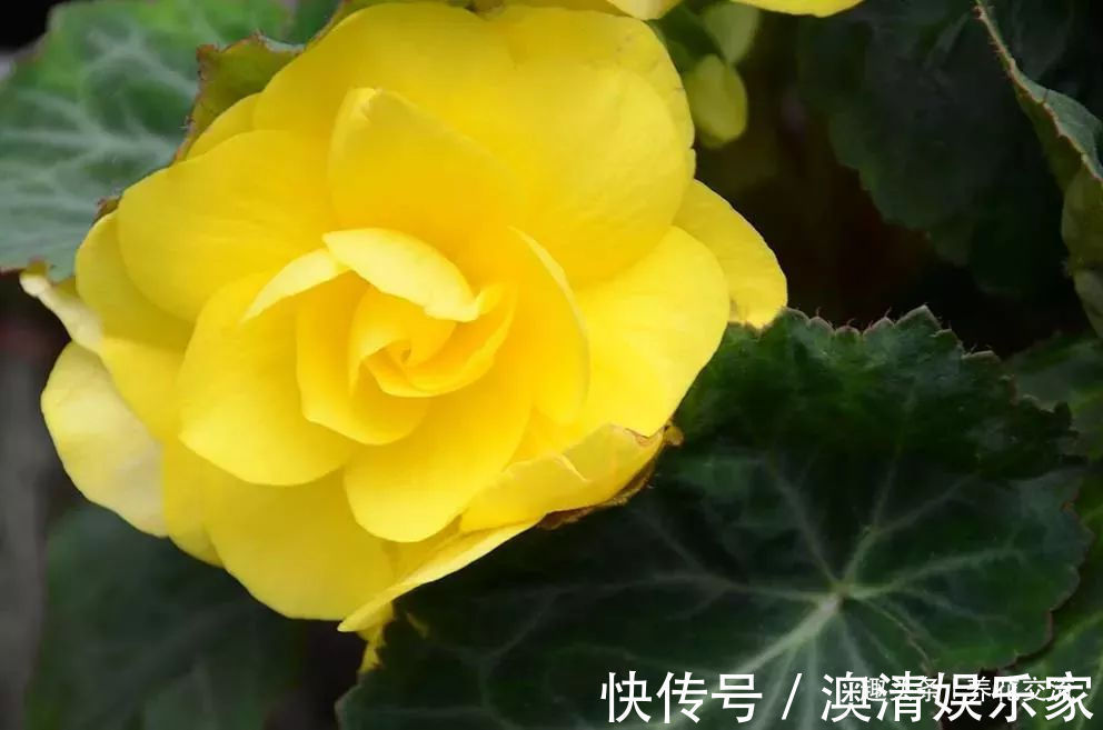 四个形态各异的秋海棠品种,你喜欢观叶的还是观花的