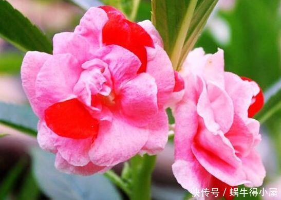 4种花生命力超顽强的,埋土里就活,开花漂亮花期长