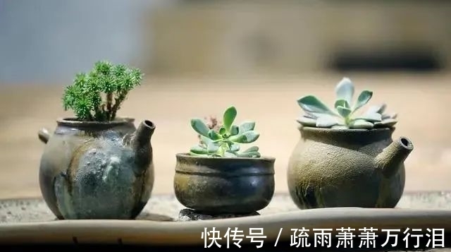 直射光|栽种多肉植物，不管状态如何，4大“原则”不要触碰！