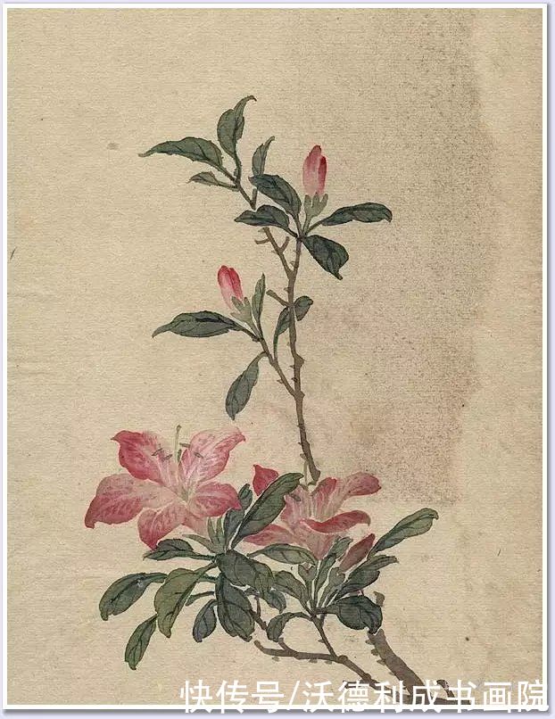 画菊|没骨百花图欣赏，美到骨子里