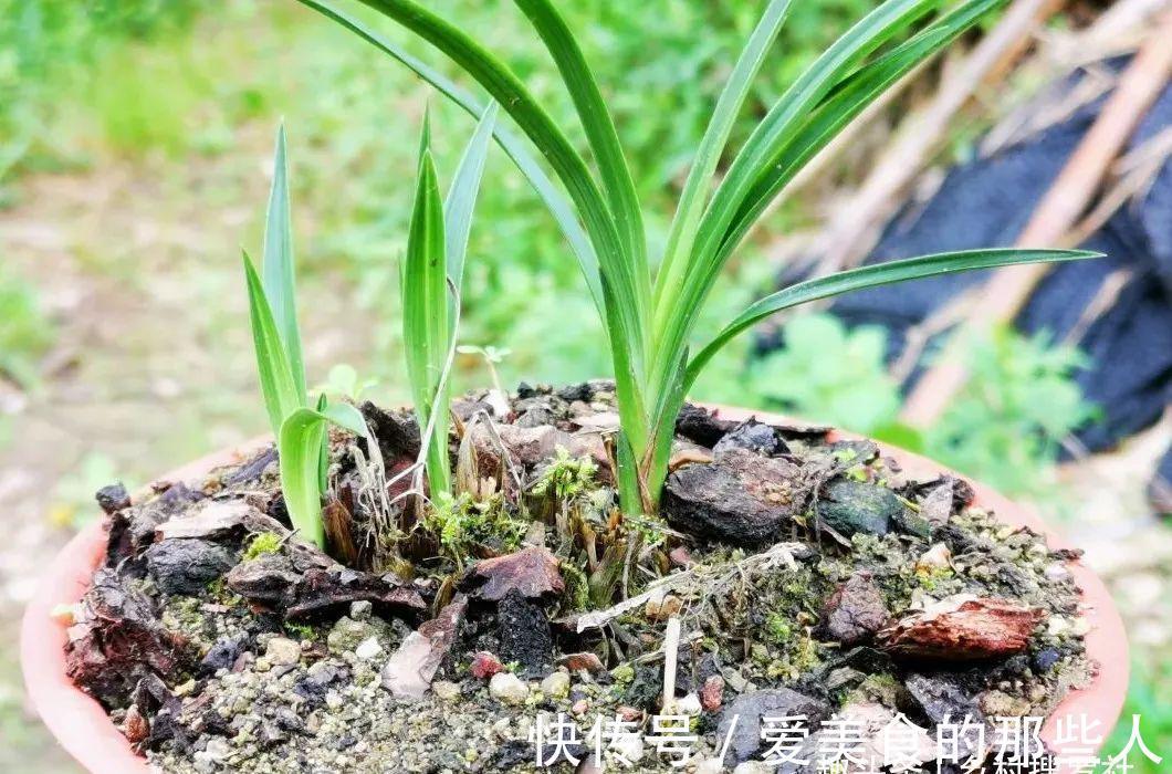 兰花茎腐病不要怕，4步操作就能养活开花，历时30个月