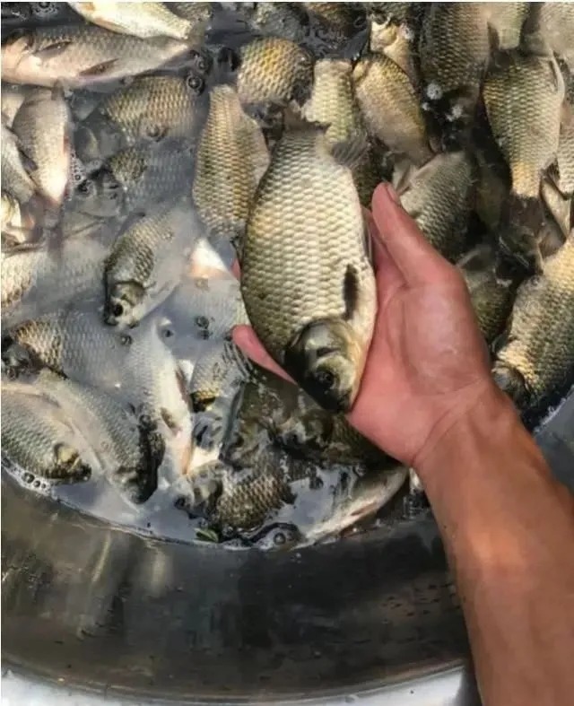饵料|明明天气很好为啥钓不到鱼?这个关键原因,很多老钓友都不懂!