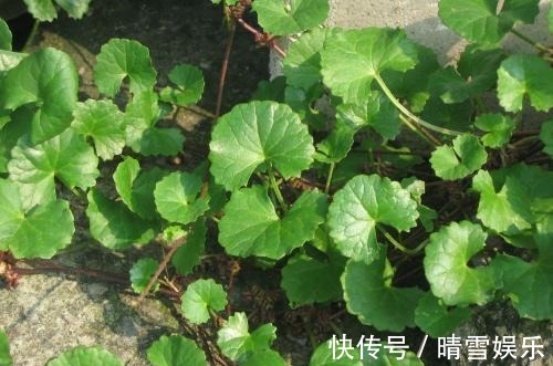 这野草叶片有裂缝，长相似铜钱草，却更受欢迎，炖鱼味道鲜