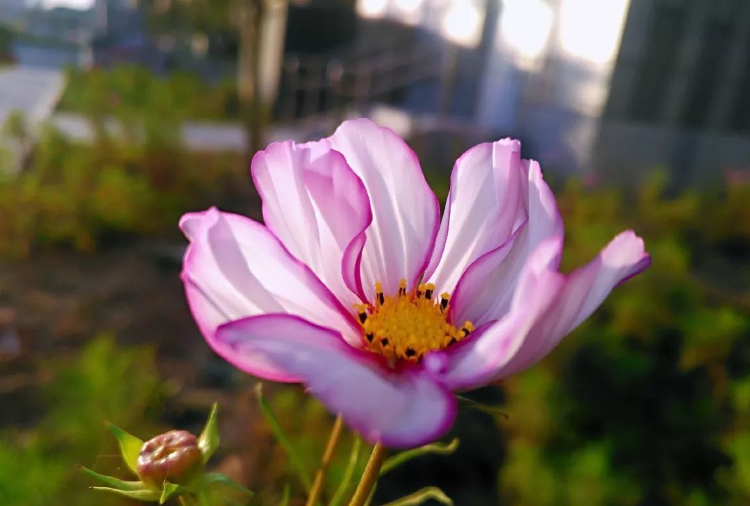 春花秋月@随笔:人间自有美意