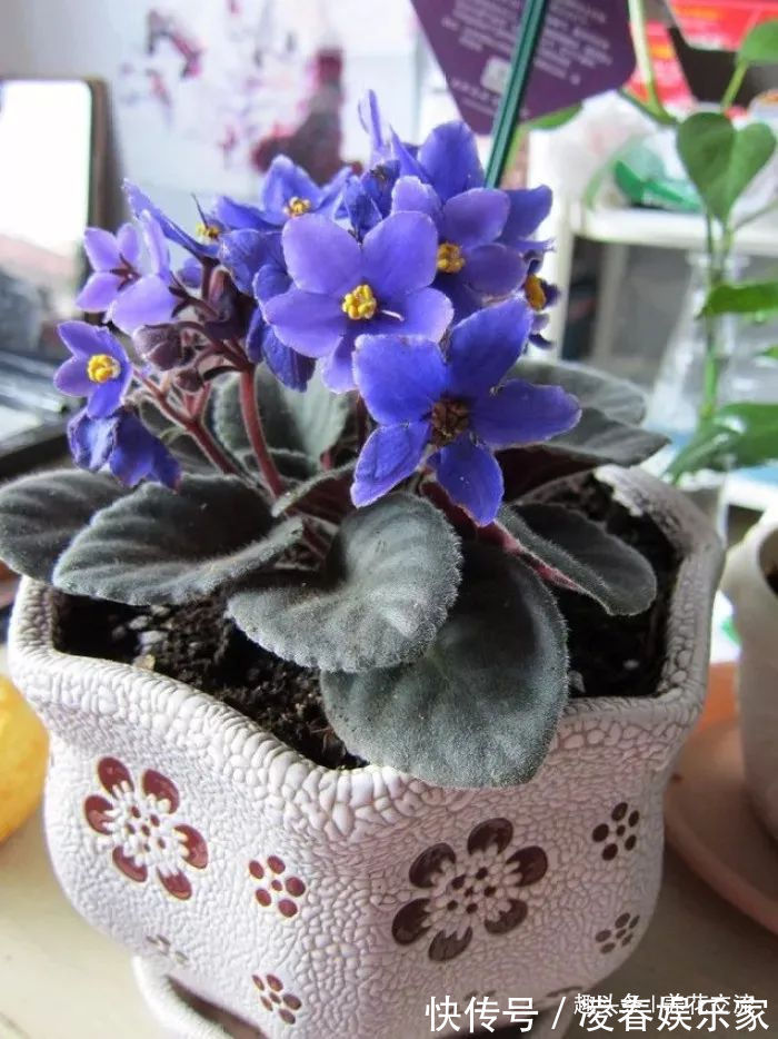 一年四季可以养在室内的开花植物和观叶植物,附新手养护教程