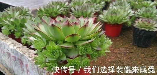 浇水|3种多肉植物,号称“爆崽小天才”,遇水疯长,养成群生肉墩子!