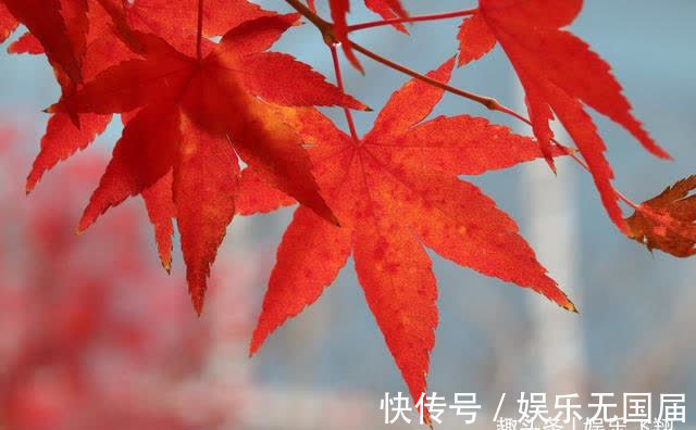 心绪|3天后，生活回归平静，心绪平复，不再沉迷旧爱，选择主动放手