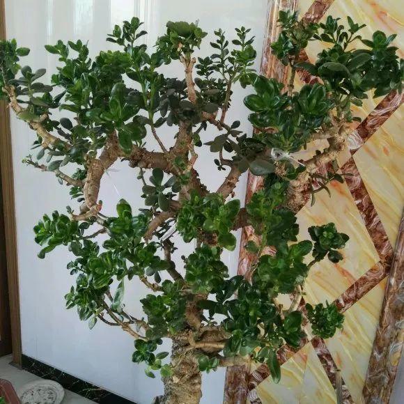 嫁接|嫁接达人,玉树嫁接长寿上,花友直呼内行!