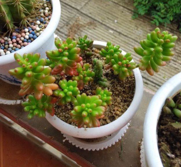 河沙才是养花万能土,家里的花,从不烂根、不黄叶