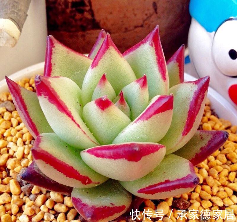 施肥|养多肉植物乌木,掌握住3点,盆栽长势越来越猛,叶肥色艳