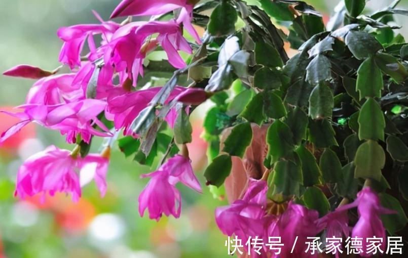 秋冬养花赏花,不如就盆栽这3样,低温天开花又多又美