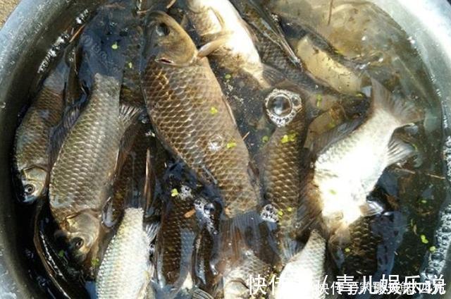 红虫|怪不得老钓手从不买饵,原来这3种东西才是大板鲫的最爱,服了