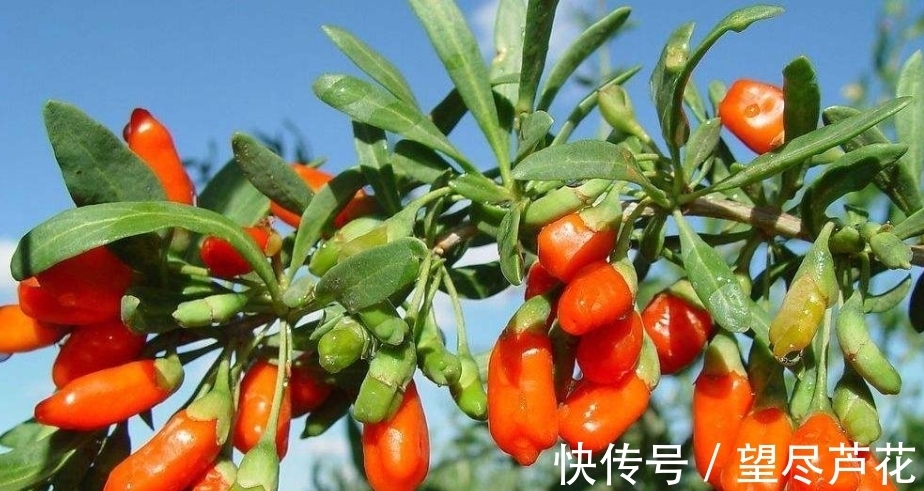 滋补肝肾|枸杞加一宝,每天泡水喝,滋补肝肾、益精明目,早知早受益