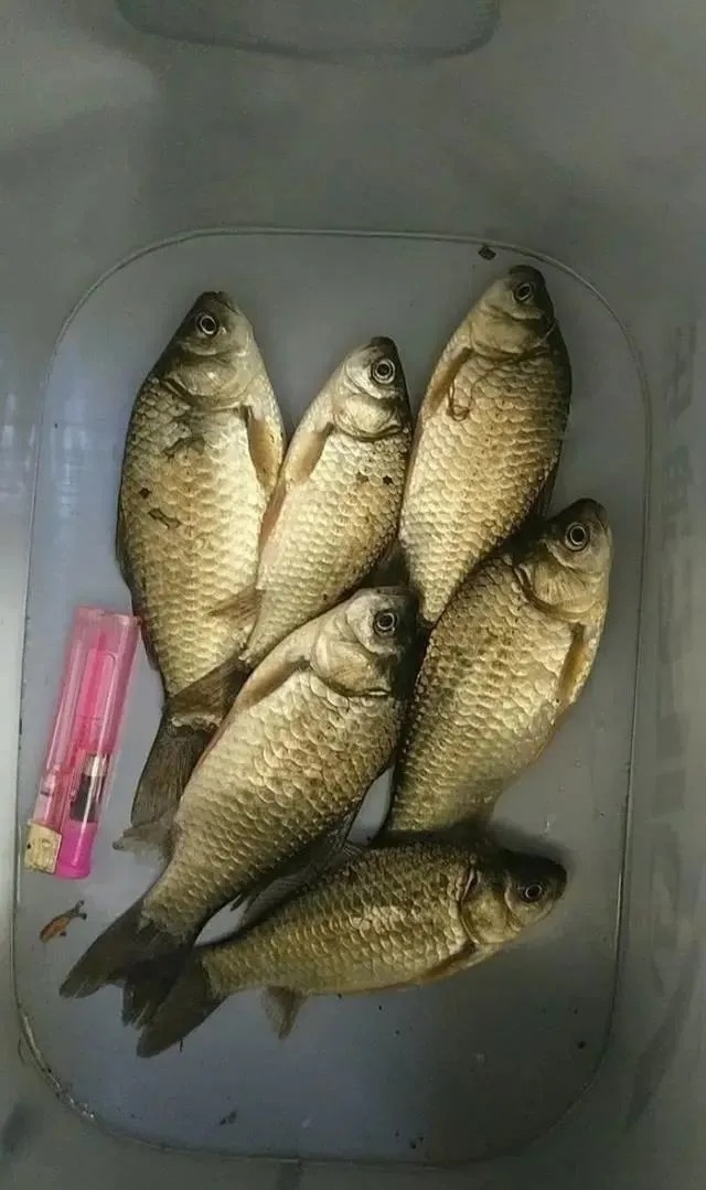 提竿都中鱼抓口，这样调整，中鱼率高的离谱！