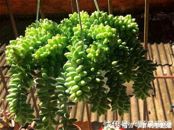 多肉|名字很美的多肉，一听名字就知道颜值高，好看又好养才是关键
