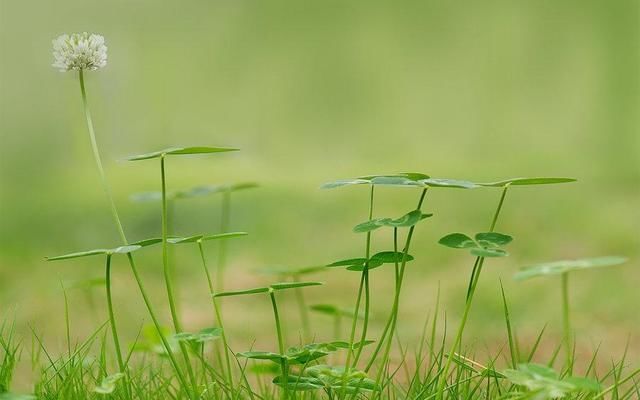 君子之道，素位而行