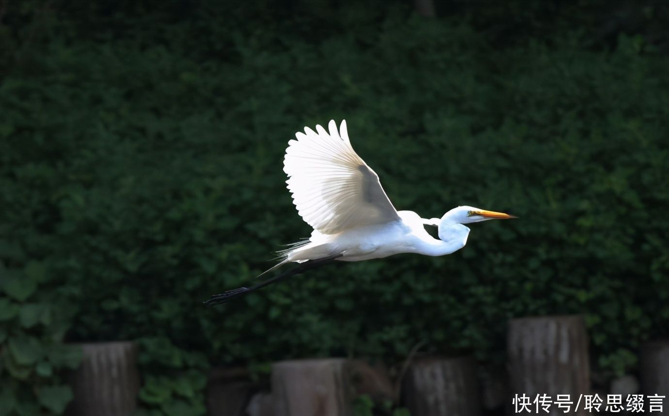 人心|南朝女诗人的一首小诗《沙上鹭》，读之激励人心
