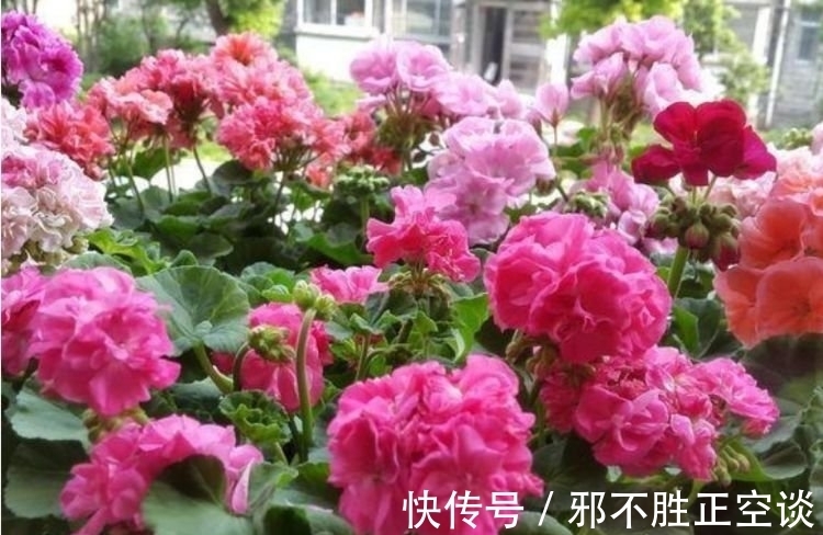 几种花,开花漂亮又好养,开花漂亮财运来,一养就上瘾