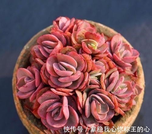 大明星|5种多肉名字太洋气,听起来就像大明星,养在家里“倍儿有面”!