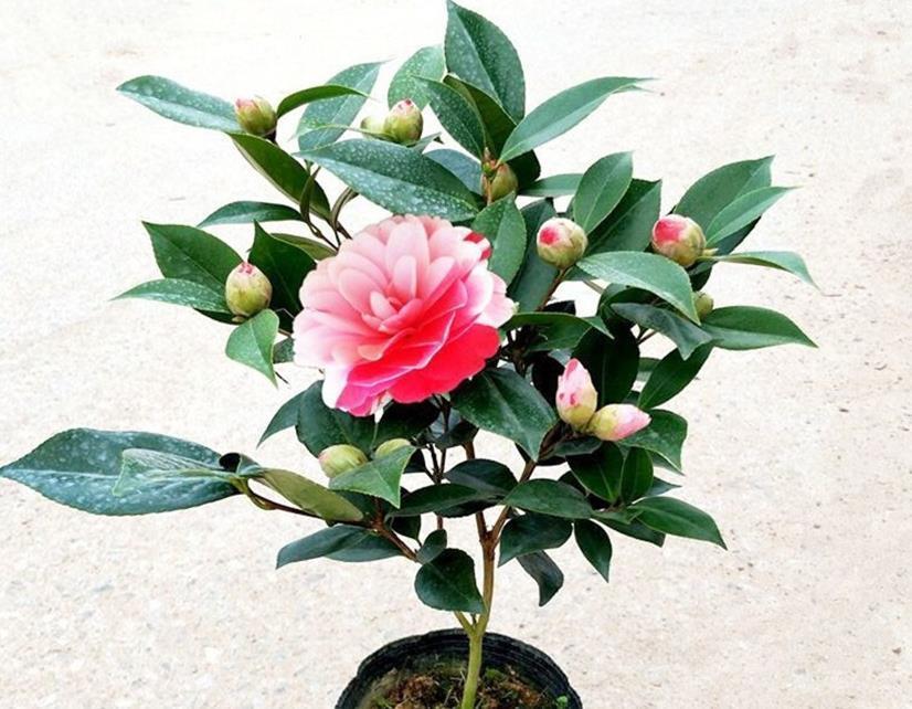 初春养茶花，记住三个事项和注意要点，不落蕾也不掉叶