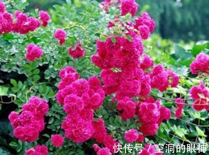 重瓣凤仙花|几款艳丽的花卉，漂亮又好闻，花姿妖娆，四季繁花似锦