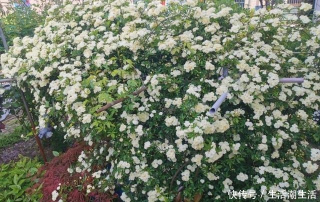 50年的桂花树，卖了5万块钱，大家觉得值吗！