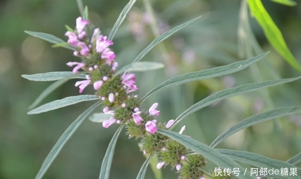 比保健品健康的野草，农村许多地方都有，是女性健康的理想食物