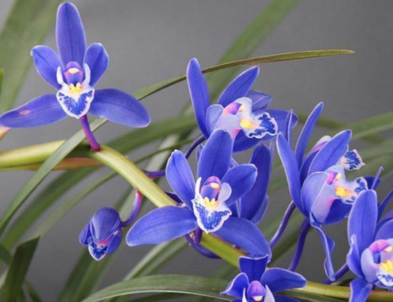 角落|阳台有个小角落,养棵建兰“蓝宝石”,皮实好养,四季清香宜人