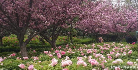 市花|河南18市市花大全！这种花居然同为8个市的市花