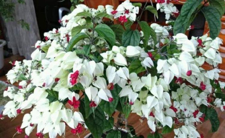 谁见了都喜欢的4种花,好打理,易爆盆,花开不断,还能旺财