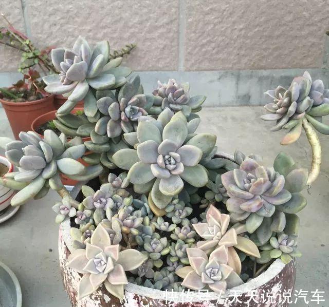 养不死的多肉排名,入坑必选,普货练手不怕浪费