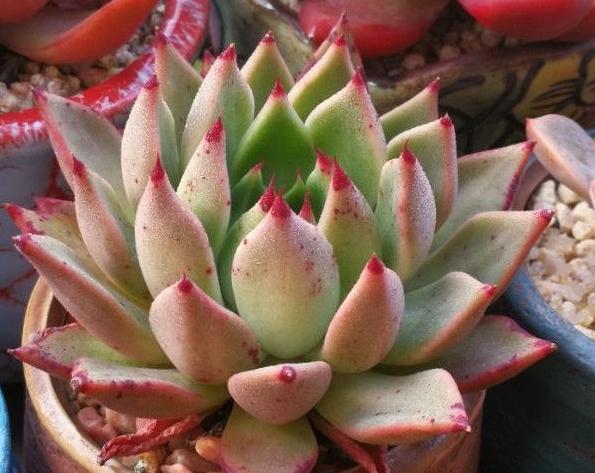 多肉根系|多肉好看、养护却是大问题,掌握5个小方法,盆栽越长越好