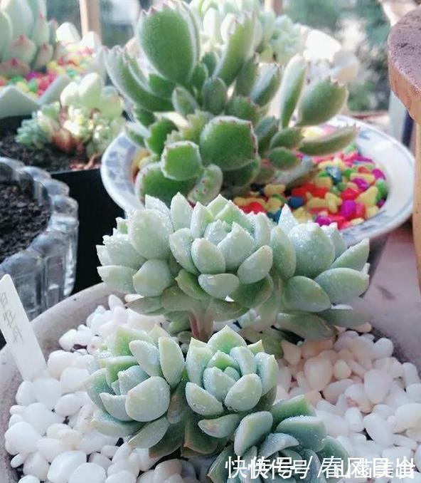 多肉|养多肉一年,关于多肉浇水这个事的小经验分享!