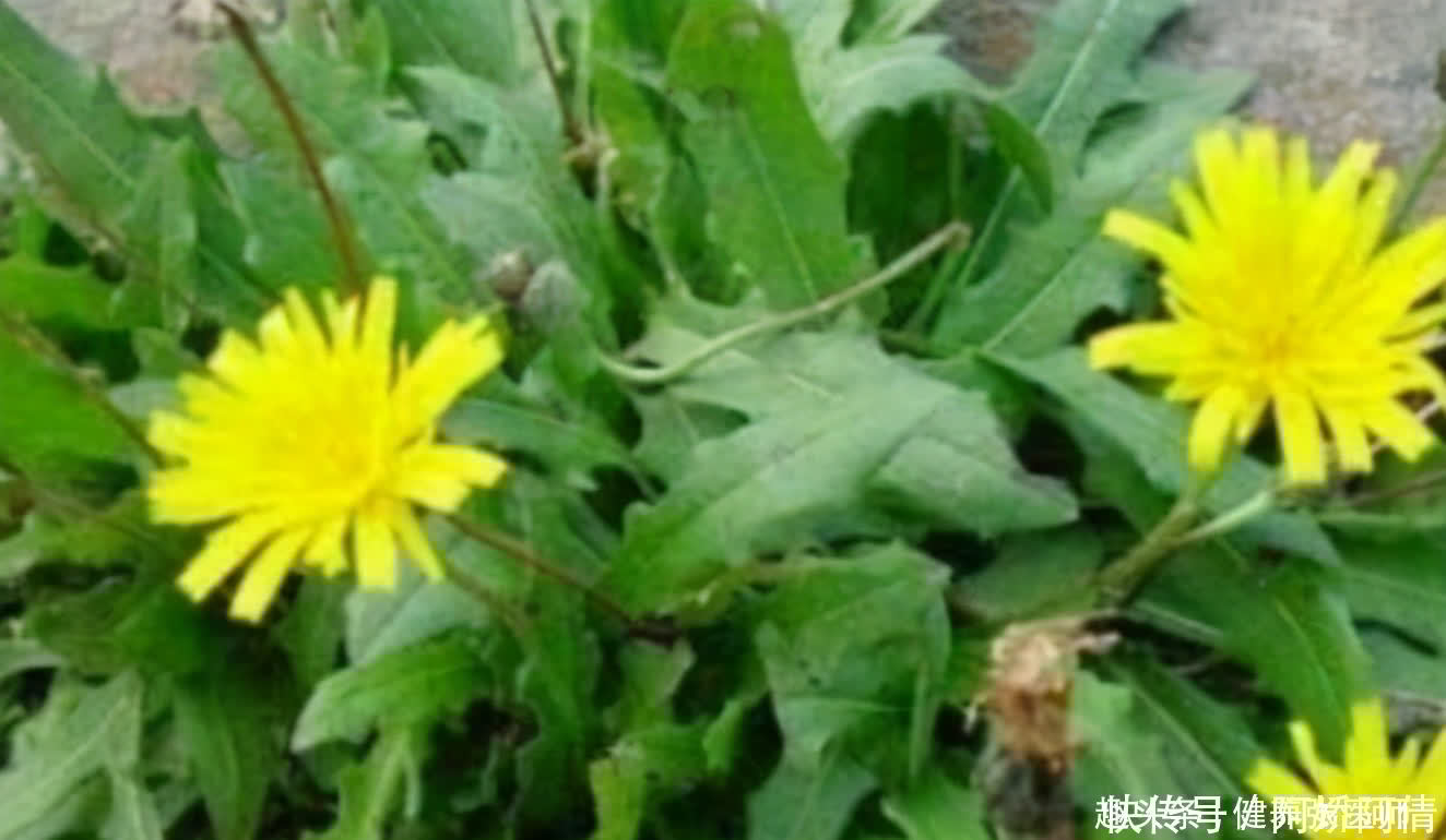 血管|女性多吃以下食物,血管畅通,面色红润了,爱吃就是赚到