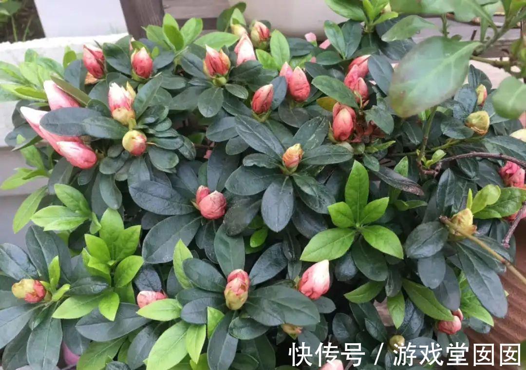 给花喷点它，叶片油绿茂密，花苞嘟噜噜冒出来