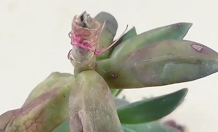 多肉扦插繁殖,方法越简单越容易成活