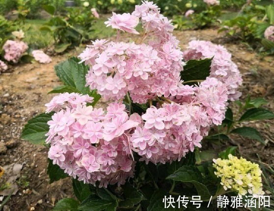 绣球花|有“3种花”,养在阳光下面,才能长得枝繁叶茂,夏季再晒也不怕