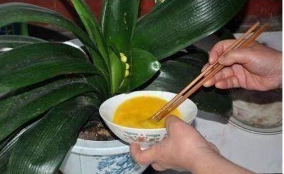 鸡蛋壳|养君子兰，喂上两个“蛋”，叶片壮实像白菜，花朵蹭蹭蹿