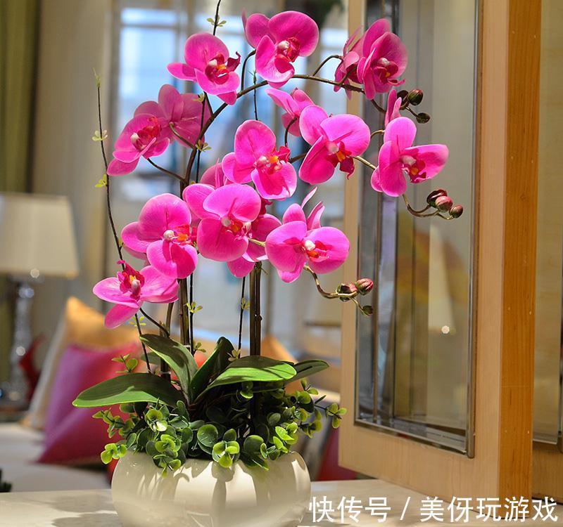 七种“富贵花”,适合冬天养,寓意吉祥又大气,关键还喜庆