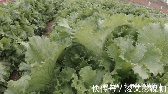 香叶|有一种青菜，味香，非常适合包饺子，今天终于种上了